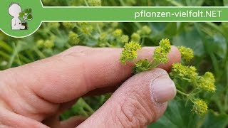 Gew Frauenmantel  Blüten amp Blätter  100518 Alchemilla vulgaris  Essbare Wildpflanzen [upl. by Abshier]