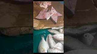 Sariwang Isda buhayprobinsya palengke isda isdaan shorts foryou ythelaskitchen [upl. by Trill]