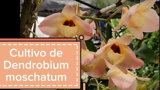 Cultivo de Dendrobium moschatum [upl. by Anilrats]