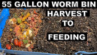 The Ultimate Guide to Mastering Your 55 Gallon Worm Bin [upl. by Persas923]