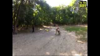 Boerboel attacks 2 [upl. by Anahoj6]