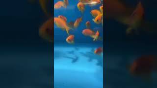 Lyretail Anthias  Saltwater Fish  Quarantined Fish shorts shortsfeed reef reefaquarium [upl. by Aneema200]