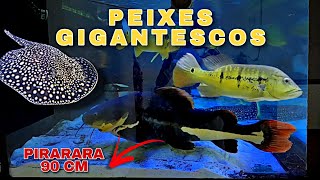 UM MEGA AQUÁRIO COM MUITO PEIXE JUMBO  SÓ PEIXE GRANDE [upl. by Otrebla499]