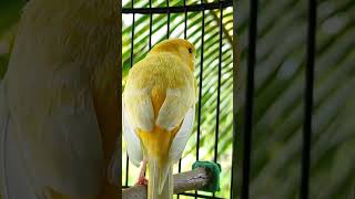 canaries singing  canario belga  canary training  yellow canary  canary birds shorts birds [upl. by Abrahan]