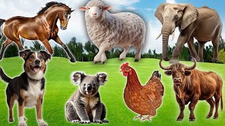 Animal Sound Compilation  Dog Cat Elephant Sheep Chicken Horse Buffalo  Animal Moments [upl. by Jemmie]