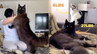 Giant Maine Coon Is The Same Size As Mom 😱😍 [upl. by Talbott]