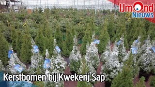 Kerstbomen bij Kwekerij Sap [upl. by Nocam98]