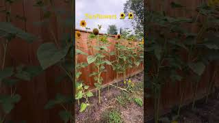 Sunflowers 🌻 shortsvideo sunflowers gardening relaxingmusic nature [upl. by Kris]