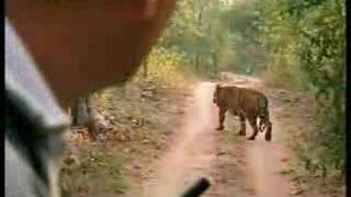 Tracking male tigers in the Emerald Forest India  BBC wildlife [upl. by Rannug]