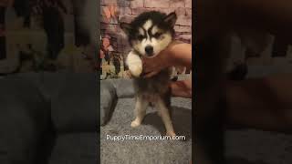 Ogilvies highlight reel puppytimeemporium7080 pomsky puppylovers puppy [upl. by Russia]