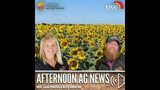 Afternoon Ag News November 12 2024 Farmers planted fewer sunflower acres in 2024 [upl. by Buchbinder109]