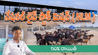 నేషనల్ లైవ్ స్టాక్ మిషన్  NLM  50 రాయితీ  National Livestock Mission [upl. by Orpha]