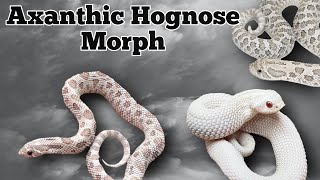 The Axanthic Morph and Gene Combinations in Hognose Snakes [upl. by Seymour288]