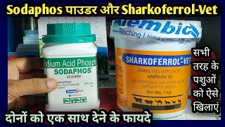 Sodaphos Powder और Sharkoferrol Vet✌दोनों को एक साथ देने के फायदेइस तरह से खिलाए सभी पशुओं को [upl. by Bihas48]