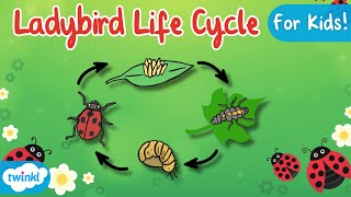 The Life Cycle of a Ladybird  Ladybird Life Cycle  Science for Kids [upl. by Aerdnaek359]