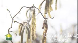 Corylus avellana Contorta [upl. by Yelsnia]