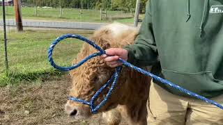 DIY Haltering Livestock amp Securing with a QuickRelease Knot [upl. by Stretch]