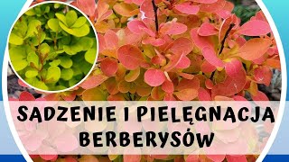 Jak sadzić i pielęgnować Berberysy oraz kiedy je przycinać 🌿🌿🌿 [upl. by Ardnuassak]