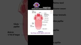 Anatomy of Pharynx  Read more Link in description  Dr Rahul Bagla Teaching ENT [upl. by Asilana]