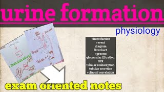 urine formation mechanism physiology [upl. by Massimiliano]