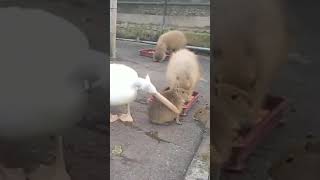 Pelican trying to eat a capybara [upl. by Corbett516]