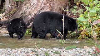 高桂林的熊和鱼Salmon and Bears in Coquitlam20241025 [upl. by Ganley585]