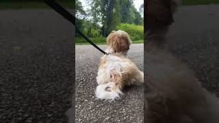 Shih Tzu and Bichon mix known as a Bichon just relaxing due a walk [upl. by Adnalahs]