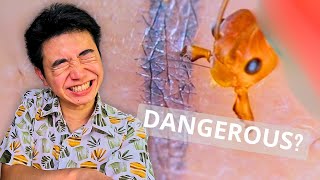 MOST Common Ants in SG  Are They Dangerous [upl. by Gweneth]