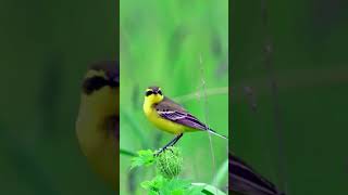 Bird Wildlife  Beautiful Bird  Animal 4k shorts [upl. by Adilem]