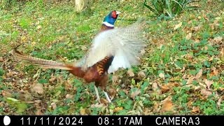 Wildlife visiting the garden on Remembrance Day 2024  Trail Camera Wildlife [upl. by Annoyk]