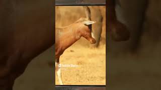 Amazing Animals  The Blesbok [upl. by Audrie]