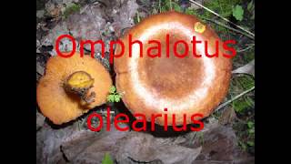 Mushrooms  Setas 22 Omphalotus olearius Seta de olivo [upl. by Coombs]