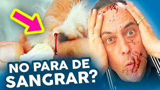 Cómo PARAR o CORTAR HEMORRAGIA o SANGRADO de un PERRO 🩸 PELUQUERÍA CANINA [upl. by Siva879]