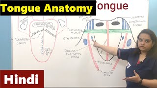 Tongue in Hindi  Accessory digestive organ  Digestive System  Nursing Lecture [upl. by Lemak]