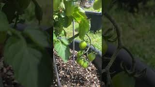 100 Tomatos Growing On Recently Pruned Plant shorts [upl. by Donica]