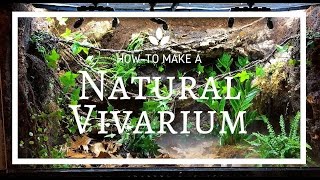 How to build a Natural Vivarium From Scratch [upl. by Waterer625]