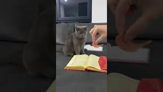 Kuranı Kerime basmayan kedi tiktok [upl. by Barbarese]