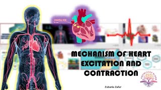 Mechanism of Heart Excitation and Contraction  SinoAtrial Node  AV Node  Biology Class 11 [upl. by Ronacin527]