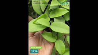 Hoya Plant Collection Tour My Favorite Hoya Varieties [upl. by Lilas985]