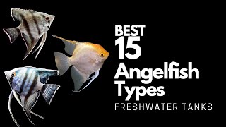 15 Best Types of Angelfish 🐠 Dont Miss These Angels🤩 [upl. by Arabel]