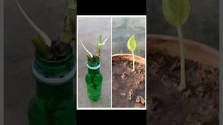 Money plant propagation🌱move plants cuttings from water to soil [upl. by Araz]