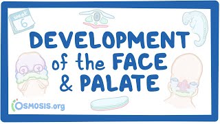 Development of the Face and Palate [upl. by Alleacim589]