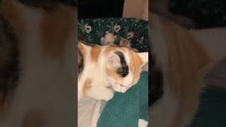 Cat possy cutekittenvideos cat funnycatsanddogsnew2023 kitten canweskiptothegoodpart viralvid [upl. by Zadoc]