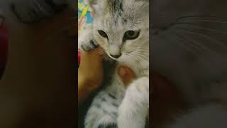 Do you know cats have magnetic power cat catsfood catsprotection [upl. by Ali]