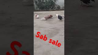 Sabhi kabootar Sale ke liye hai no9044402478 [upl. by Zipah]