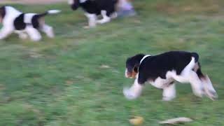 Beagle Puppies For Sale [upl. by Heintz202]