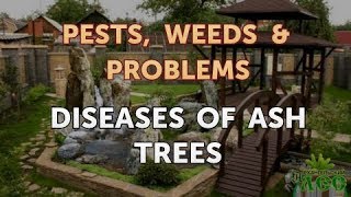 Diseases of Ash Trees [upl. by Eicyak]