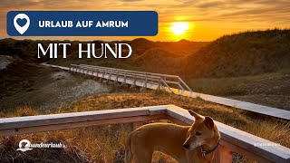 Urlaub mit Hund auf Amrum Wo Hundeherzen höher schlagen Ein tierischer Urlaub auf der Nordseeinsel [upl. by Philina]