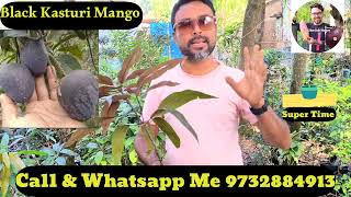 how to kasturi mango plants  taiwan red mango plants  Chiang mai mango plants miyazaki mango plant [upl. by Attenej]