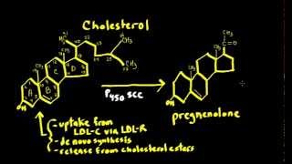 Schneid Guide to Steroid Hormone Synthesis Steroidogenesis [upl. by Zawde284]